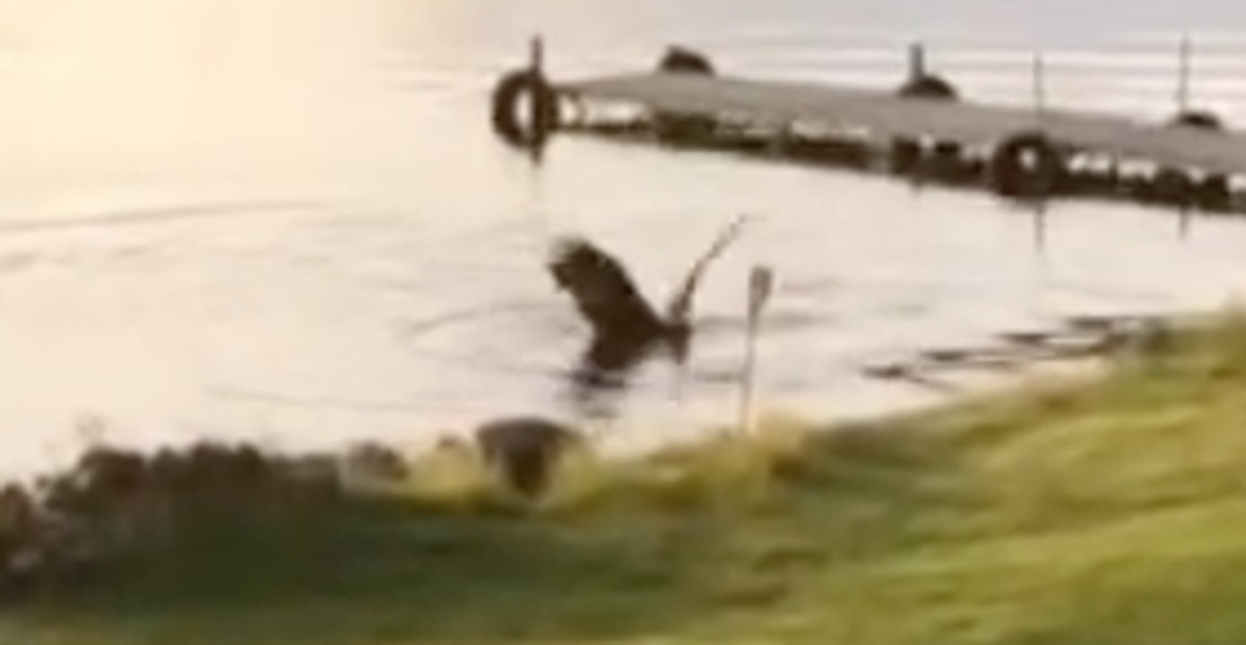 Fawn Falls Prey to Eagle at Wisconsin's Lake Noquebay