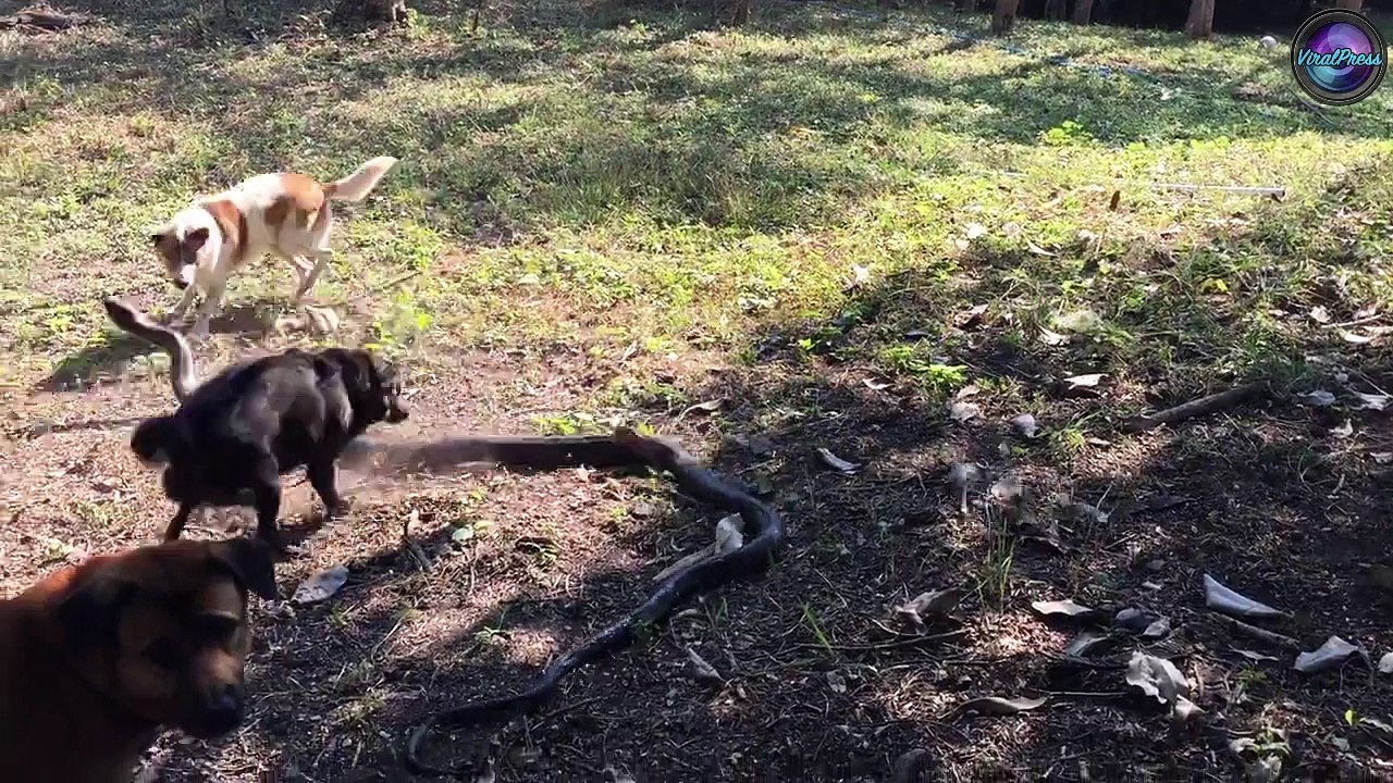 Three Dogs Kill A KING COBRA