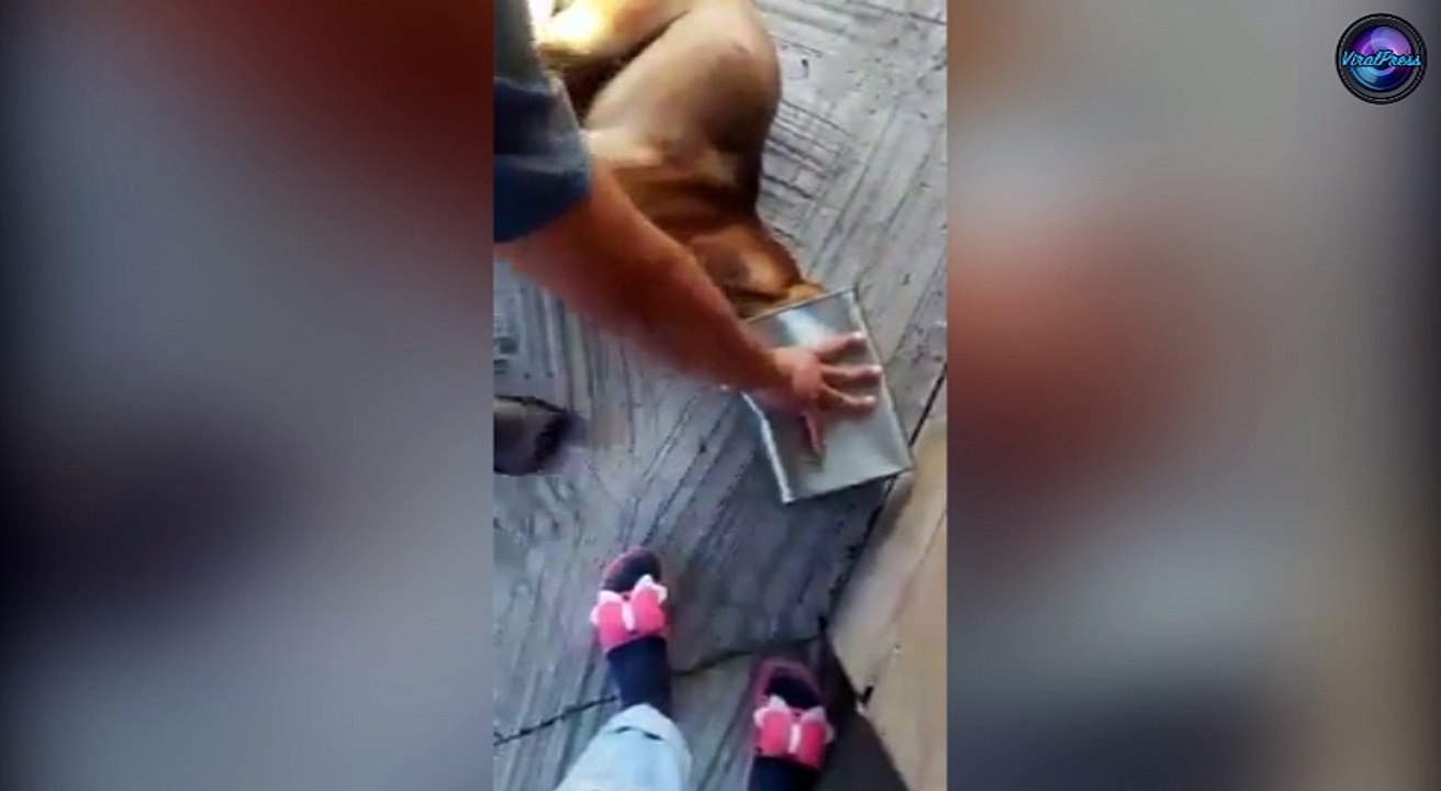 Dog Rescued After Getting Head Stuck In Tin