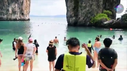 Monitor Lizard Goes Swimming On The Beach