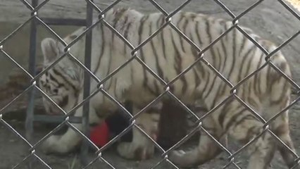 Gignac, un tigre de bengala bautizado en honor a la estrella de la Liga MX de fútbol