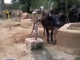 شاهد ماذا تفعل البقرة