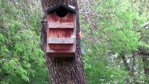 Eastern Screech Owl Nest Box and Perch Placement