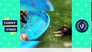 2. Top Cute Animal Pet Videos Compilation 2017  Funny Vines