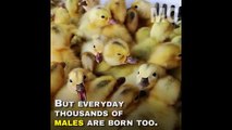 The egg Industry Kills Male Duck , Because they dont lay eggs
