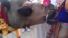 camel