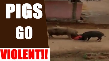 Descargar video: Pigs brutally attack an old woman in Andhra Pradesh | Oneindia News