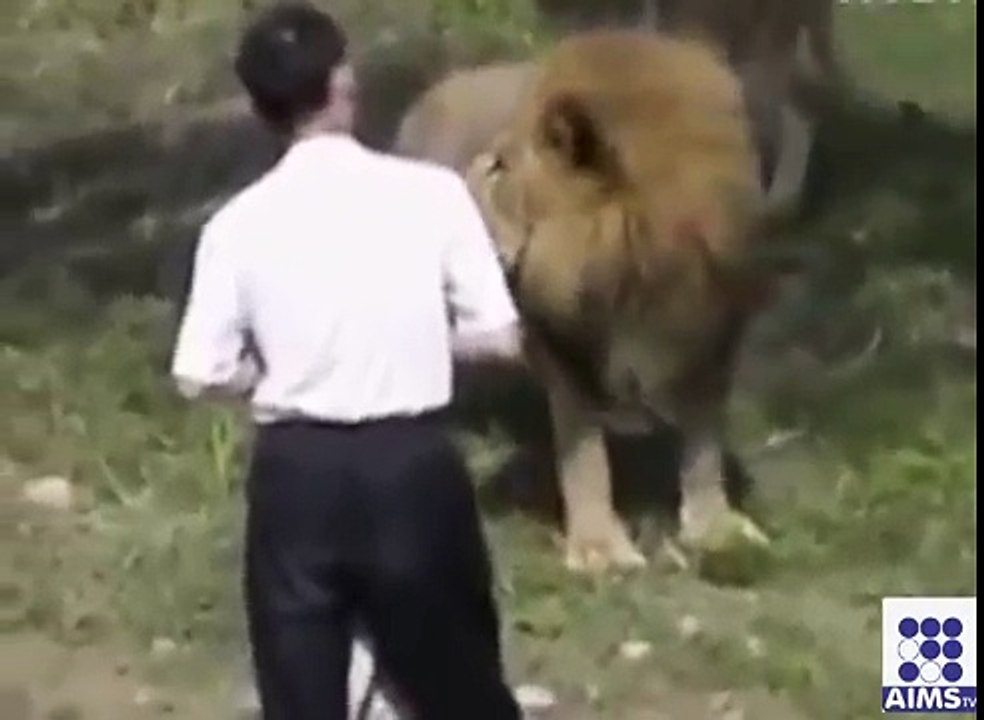 lion attack video Dailymotion