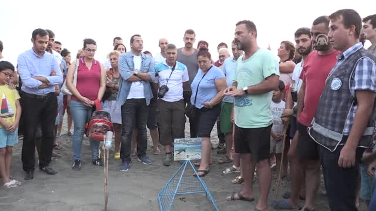 Yavru Deniz Kaplumbağaları Denizle Buluştu
