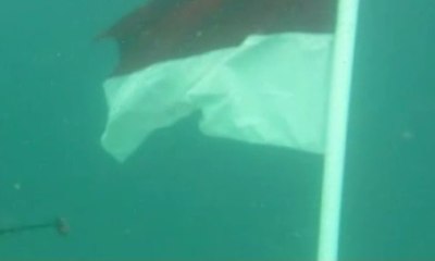 Komunitas Selam Kibarkan Merah Putih di Dasar Laut Kolaka