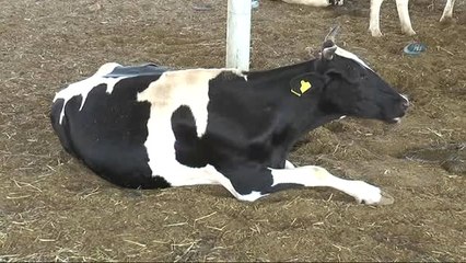 Türk Bilim Adamları Kurban Bayramında Kesilen Hayvanın Acı Çekip Çekmediğini Araştırdı