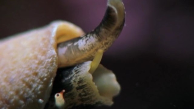 10 ЖИВОТНЫХ, С КОТОРЫМИ ЛУЧШЕ НЕ СВЯЗЫВАТЬСЯ