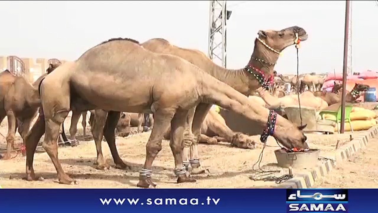 Camel with amazing skills up for sale