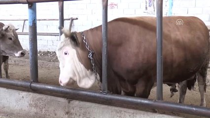 Kurban Bayramı'na Doğru - Yozgat