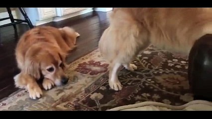Adorable video shows mesmerized golden retriever who can't get enough of watching squirrels on an iPad