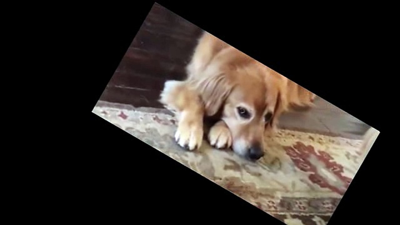 Adorable video shows mesmerized golden retriever who can't get enough of watching squirrels on iPad
