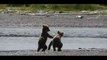 Bear cubs wrestle by a river bank as mummy bear watches