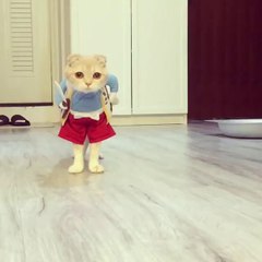 Voici Chat Pirate... tellement adorable!