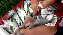 Bilinçsizce yenen balıklar ölüme neden oluyor! İşte kanıtı