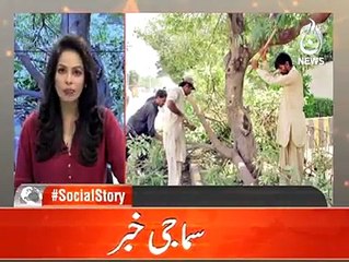 Billion Tree Tsunami, A Pride For Whole Pakistan, Aaj TV Report