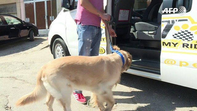 Lebanon's pet taxi offers smooth rides to cats and dogs