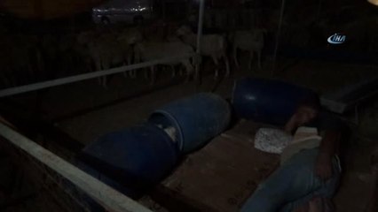 Koyun Koyuna' Uyuyorlar