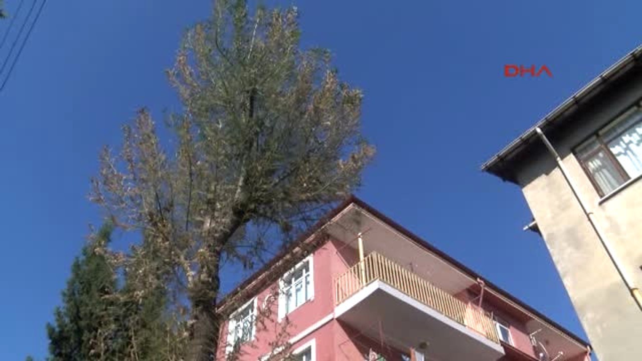 Kocaeli Sokağı Tırtıllar Bastı