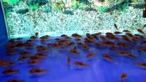Le poisson-chat Corydoras bronze veulent devenir dauphins Corydoras aeneus