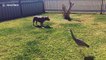 Wild heron shares backyard with staffordshire bull terrier