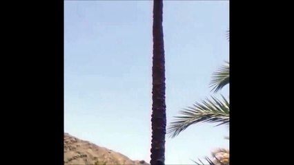 Cabra se sube a lo alto de una palmera