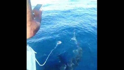 Un gros requin aperçu au large de Marseille