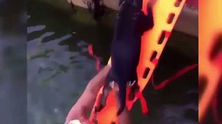 Un pompier sauve un chien de la noyade. Regardez la scène