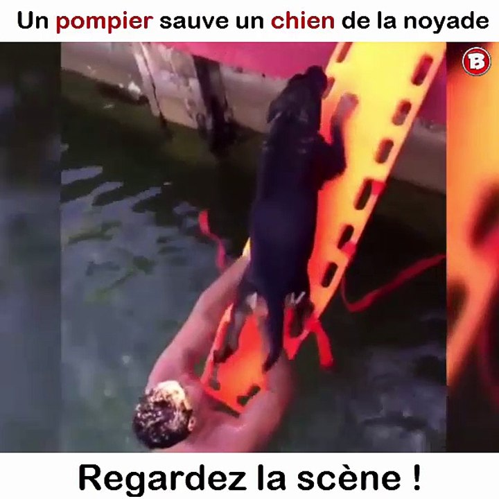 Un pompier sauve un chien de la noyade. Regardez la scène