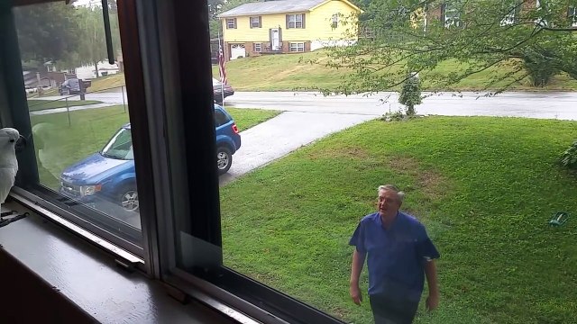 Un cacatoès très heureux de retrouver son maître