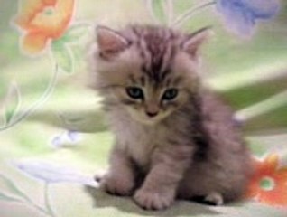 how to make a fun-funny cat nodding-2017