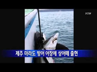 제주 마라도 방어 어장에 상어떼 출현 '난장판' / YTN