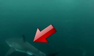 il plonge et se retrouve face à face avec un requin blanc