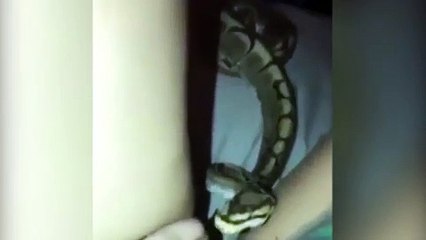 Woman shows off snake on camera