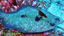 All colourful marine aquarium fish species
