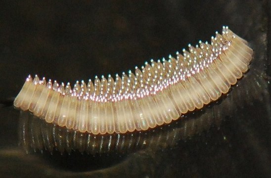 Loài Muỗi & Những món ăn đặc sản từ Muỗi