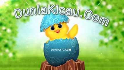 JAWARA SHIWA Burung Kacer Penjajah Lomba!