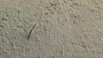 Tırtılların İstila Ettiği Sokakta 4 Gündür Korku ile Yaşıyorlar