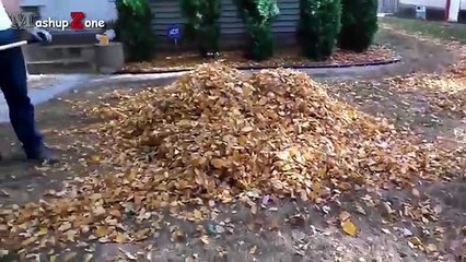 Funny Puppies And Cute Puppy Videos Compilation 2016 [BEST OF]