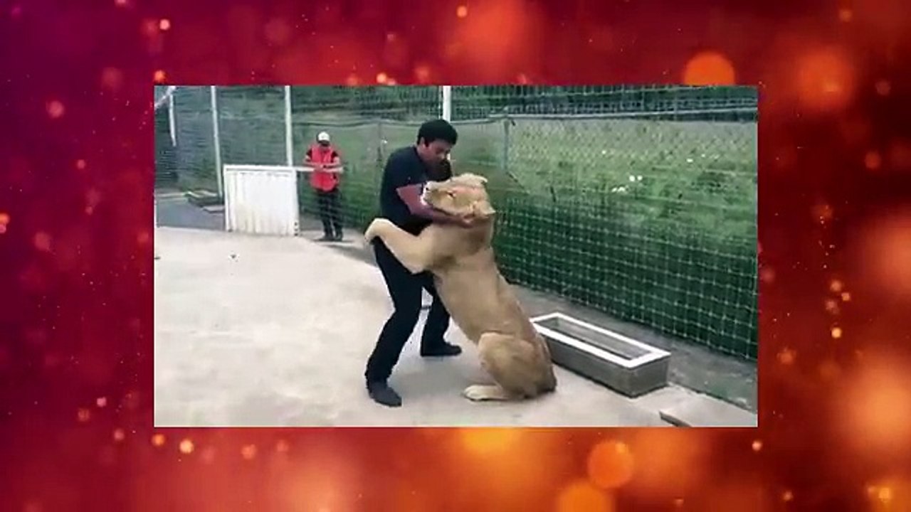 Lion's reaction to the man who adopted her
