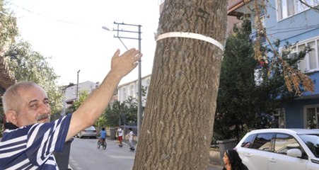 Kocaeli'de Tırtılların İstila Ettiği Sokaktaki Vatandaşlar Belediyeden Yardım İstedi