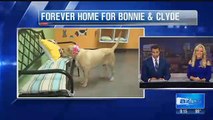 'Bonded' besties get adopted together at County shelter - 3TV _ CBS 5
