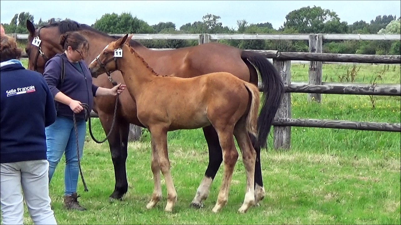 Hazar des Edènes - local foals
