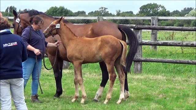 Hazar des Edènes - local foals