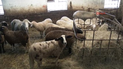 Almanya'da Kurbanlıklar Satışa Hazır