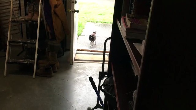 Un petit chien mignon se nettoie les pattes avant de rentrer !